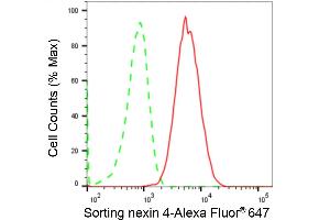 anti-Sorting Nexin 4 (SNX4) antibody