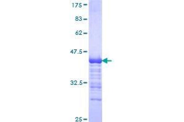 SSBP4 Protein (AA 135-244) (GST tag)