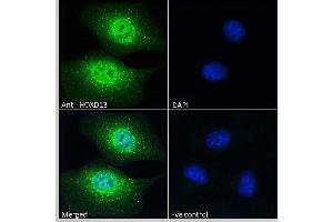 ABIN570834 Immunofluorescence analysis of paraformaldehyde fixed HEK293 cells, permeabilized with 0. (Homeobox D13 抗体  (Internal Region))