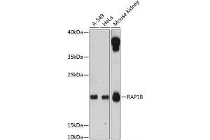 Western blot analysis of extracts of various cell lines using RAP1B Polyclonal Antibody at dilution of 1:3000. (RAP1B 抗体)