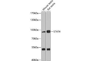 Western blot analysis of extracts of various cell lines, using ST antibody (ABIN1682908, ABIN1682909, ABIN5664112 and ABIN6219730) at 1:3000 dilution. (STAT4 抗体  (AA 600-700))