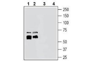 Western blot analysis of rat brain membranes (lanes 1 and 3) and mouse brain membranes (lanes 2 and 4):1-2. (ADAM Metallopeptidase Domain 10 (ADAM10) Peptide)