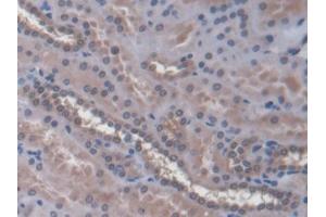 IHC-P analysis of Human Kidney Tissue, with DAB staining. (SLC30A8 抗体  (AA 263-369))