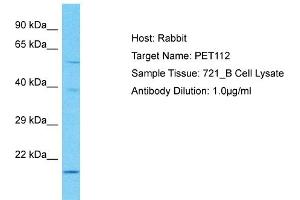 Host: Rabbit Target Name: PET112 Sample Type: 721_B Whole Cell lysates Antibody Dilution: 1. (PET112L 抗体  (N-Term))