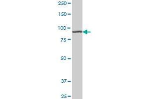 AMPD2 monoclonal antibody (M01A), clone 2F5 Western Blot analysis of AMPD2 expression in Hela S3 NE . (AMPD2 抗体  (AA 86-185))