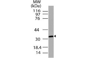 Image no. 1 for anti-G Protein-Coupled Receptor 77 (GPR77) (AA 1-240) antibody (ABIN5027063) (GPR77 抗体  (AA 1-240))