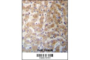DHFRL1 Antibody immunohistochemistry analysis in formalin fixed and paraffin embedded human liver tissue followed by peroxidase conjugation of the secondary antibody and DAB staining. (DHFRL1 抗体  (AA 45-74))