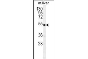 GDF6 Antibody (N-term) (ABIN655618 and ABIN2845098) western blot analysis in mouse liver tissue lysates (35 μg/lane). (GDF6 抗体  (N-Term))