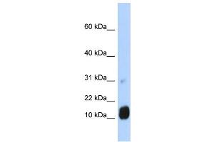 WB Suggested Anti-GCHFR Antibody Titration:  0. (GCHFR 抗体  (N-Term))