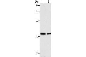 Western Blotting (WB) image for anti-Calponin 3, Acidic (CNN3) antibody (ABIN2422402) (CNN3 抗体)