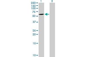 Western Blot analysis of ATG16L1 expression in transfected 293T cell line by ATG16L1 MaxPab polyclonal antibody.
