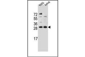 Western blot analysis of HMG1L10 Antibody (N-term) in K562,Jurkat cell line lysates (35ug/lane). (HMG1L10 抗体  (N-Term))