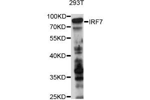 Western blot analysis of extracts of 293T cells, using IRF7 antibody (ABIN2736992) at 1:1000 dilution. (IRF7 抗体)
