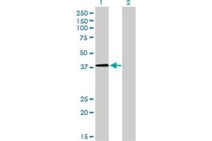 Western Blot analysis of NFYC expression in transfected 293T cell line by NFYC monoclonal antibody (M01), clone 1D3.