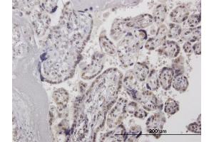 Immunoperoxidase of  purified  MaxPab antibody to HMG20A on formalin-fixed paraffin-embedded human placenta. (HMG20A 抗体  (AA 1-347))