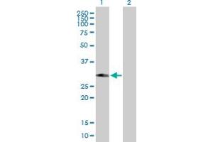 Western Blot analysis of PHYHD1 expression in transfected 293T cell line by PHYHD1 MaxPab polyclonal antibody.