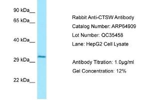 Western Blotting (WB) image for anti-Cathepsin W (CTSW) (N-Term) antibody (ABIN2789993) (Cathepsin W 抗体  (N-Term))