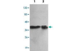 Western blot analysis of PPP1CA monoclonal antibody  at 1:1000 dilution. (PPP1CA 抗体  (N-Term))