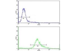 Flow cytometric analysis of HeLa cells using PHGDH antibody (green) (PHGDH 抗体  (AA 140-168))