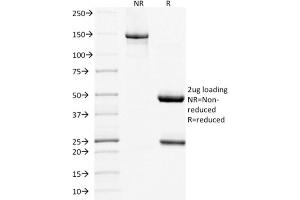 SDS-PAGE Analysis Purified CD268 / BAFFR Mouse Monoclonal Antibody (BAFFR/1557). (TNFRSF13C 抗体)
