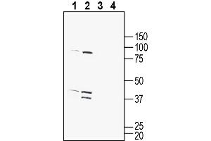 Western blot analysis of mouse brain membranes (lanes 1 and 3) and rat brain membranes (lanes 2 and 4):1-2. (G Protein-Coupled Receptor 132 抗体  (Extracellular))