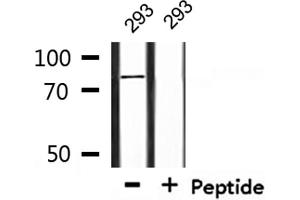 Western blot analysis of extracts from 293, using TGM2 Antibody. (Transglutaminase 2 抗体  (N-Term))