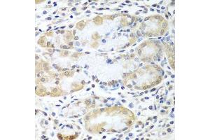 Immunohistochemistry of paraffin-embedded human stomach using ASNA1 antibody. (ASNA1 抗体  (AA 1-348))