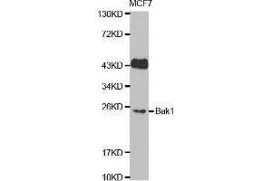 Western blot analysis of extracts of MCF7 cell lines, using BAK1 antibody. (BAK1 抗体  (AA 62-112))