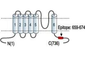 anti-Small Conductance Calcium-Activated Potassium Channel Protein 3 (KCNN3) (AA 659-674), (C-Term), (Intracellular) antibody