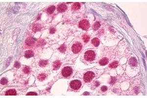 Anti-POLR2A / RNA polymerase II antibody IHC staining of human testis. (POLR2A/RPB1 抗体  (AA 1585-1634))