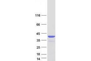 Tumor Protein P53 Inducible Protein 3 (TP53I3) (Transcript Variant 1) protein (Myc-DYKDDDDK Tag)
