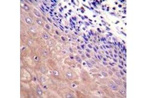 Immunohistochemistry (IHC) image for anti-Glutamate-Cysteine Ligase, Catalytic Subunit (GCLC) (AA 1-30) antibody (ABIN3031076)