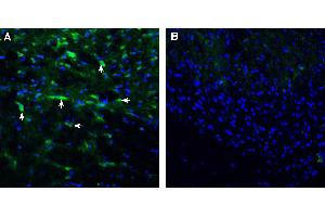 Expression of ENPP1 in rat spinal cord. (ENPP1 抗体  (Extracellular))