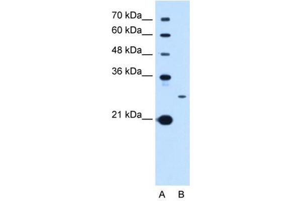 Tetraspanin 15 抗体  (C-Term)