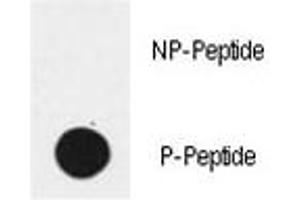 Dot blot analysis of phospho-EGFR antibody. (EGFR 抗体  (pTyr1172))