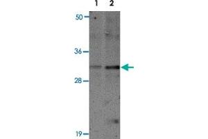 Western blot analysis of SLAMF9 in mouse kidney tissue lysate with SLAMF9 polyclonal antibody  at 1 ug/mL (lane 1) and 2 ug/mL (lane 2). (SLAMF9 抗体  (C-Term))