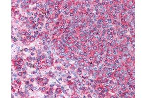 Anti-HSPA8 / HSC70 antibody IHC staining of human spleen. (Hsc70 抗体  (N-Term))