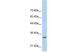 WB Suggested Anti-MAFB Antibody Titration:  0. (MAFB 抗体  (N-Term))