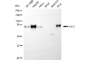 Western blotting analysis using YAP1 antibody (ABIN7800883). (Recombinant YAP1 抗体)