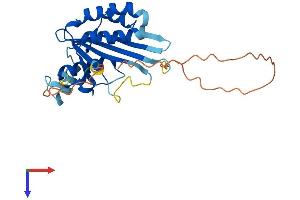 MAF1 Protein (AA 1-258) (His tag)