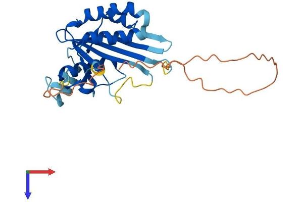 MAF1 Protein (AA 1-258) (His tag)