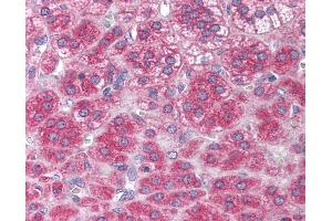 Anti-NTF3 / Neurotrophin 3 antibody IHC of human adrenal. (Neurotrophin 3 抗体  (N-Term))
