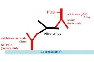 Image no. 1 for Nivolumab Specific ELISA Kit (ABIN5012827) (Nivolumab Specific ELISA 试剂盒)