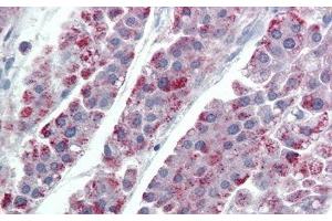 Detection of AGRN in Human Adrenal gland Tissue using Polyclonal Antibody to Agrin (AGRN) (AGRN 抗体  (AA 1130-1401))
