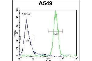 SYNCI Antibody (N-term) (ABIN654757 and ABIN2844441) flow cytometric analysis of A549 cells (right histogram) compared to a negative control cell (left histogram). (Syncoilin 抗体  (N-Term))
