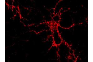 Immunocytochemistry (ICC) image for anti-Synaptotagmin I (SYT1) (AA 1-8), (Lumenal Region) antibody (ABIN1742201)