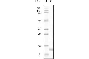 Western Blotting (WB) image for anti-Synuclein, gamma (Breast Cancer-Specific Protein 1) (SNCG) antibody (ABIN1845097) (SNCG 抗体)
