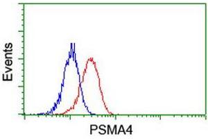 Image no. 2 for anti-Proteasome Subunit alpha 4 (PSMA4) antibody (ABIN1500456) (PSMA4 抗体)
