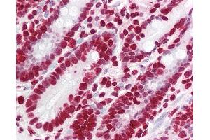 Anti-YPEL5 antibody IHC staining of human small intestine. (YPEL5 抗体  (N-Term))