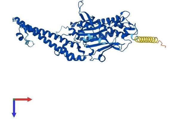 Seryl-tRNA Synthetase (SARS) (AA 1-514) protein (His tag)